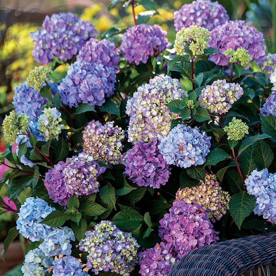 Hydrangea Macrophylla Bloomstruck - View 2 from www redcrocus com