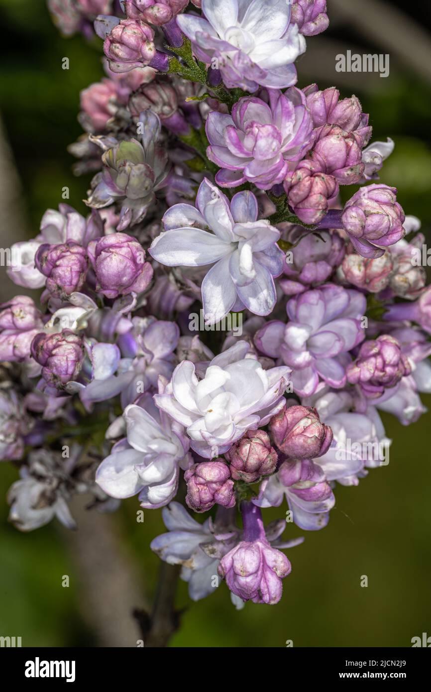 Syringa Vulgaris Krasavitsa Moskvy - View 12 from www redcrocus com
