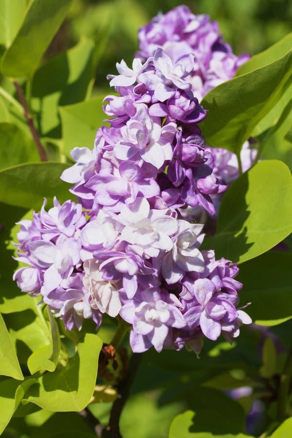 Syringa Vulgaris Krasavitsa Moskvy - View 14 from www redcrocus com