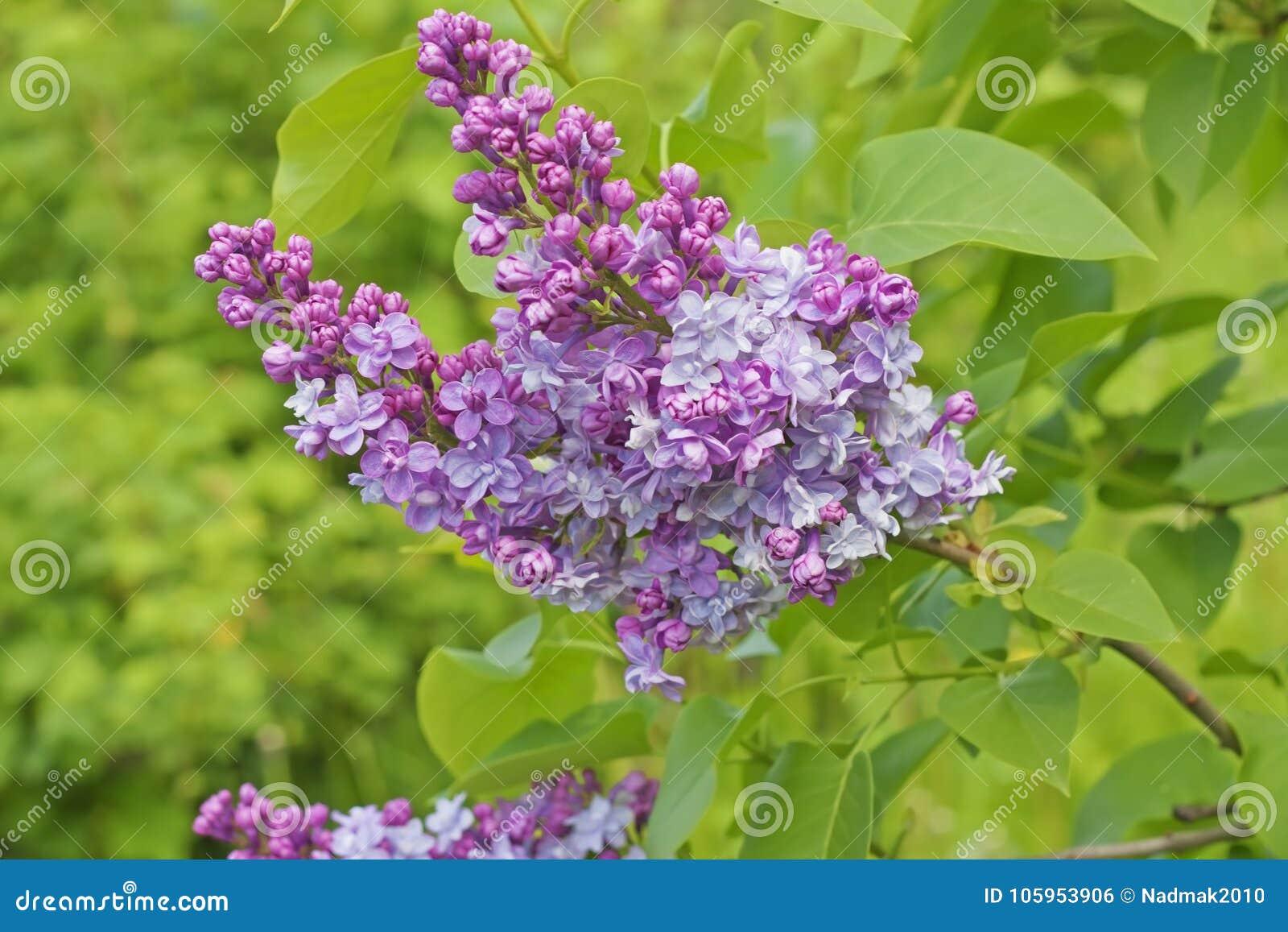 Syringa Vulgaris Krasavitsa Moskvy - View 17 from www redcrocus com