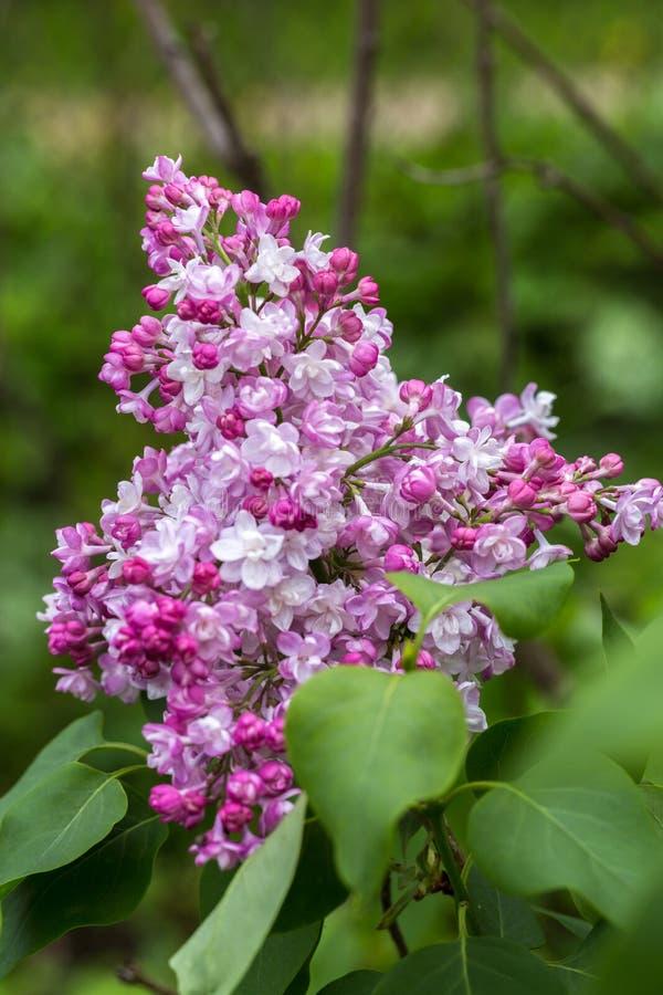 Syringa Vulgaris Krasavitsa Moskvy - View 20 from www redcrocus com