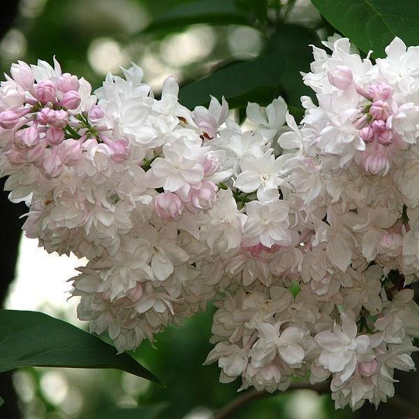 Syringa Vulgaris Krasavitsa Moskvy - View 2 from www redcrocus com