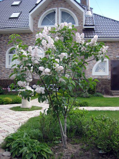 Syringa Vulgaris Krasavitsa Moskvy - View 3 from www redcrocus com