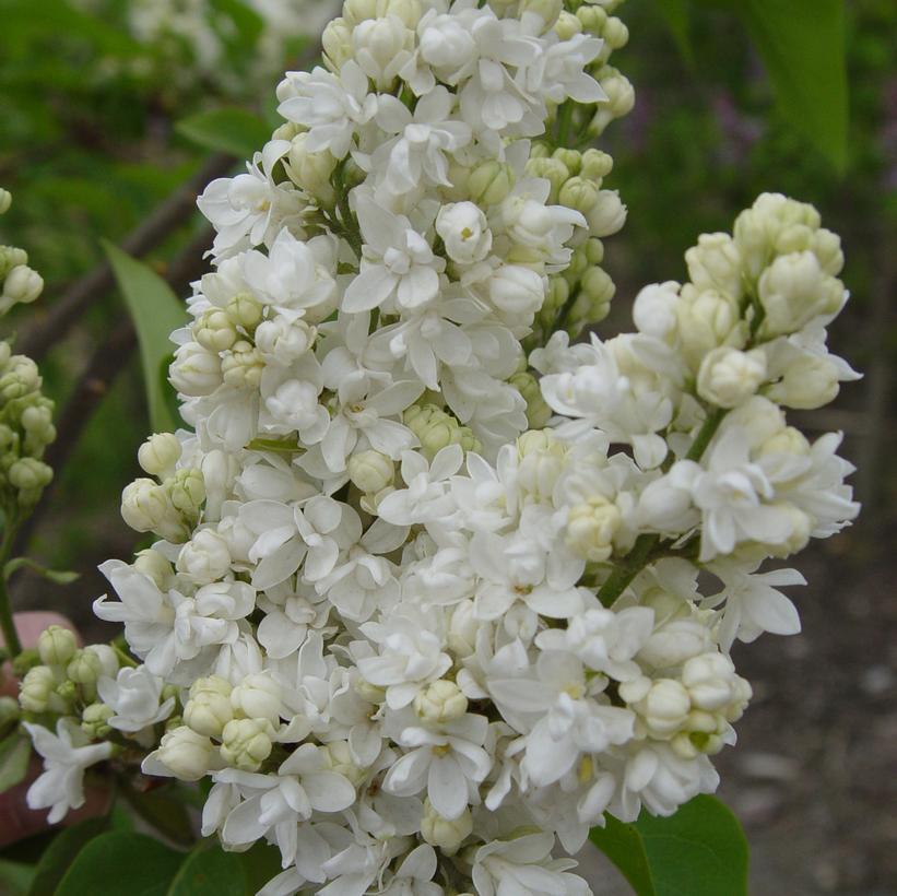 Syringa Vulgaris Krasavitsa Moskvy - View 4 from www redcrocus com