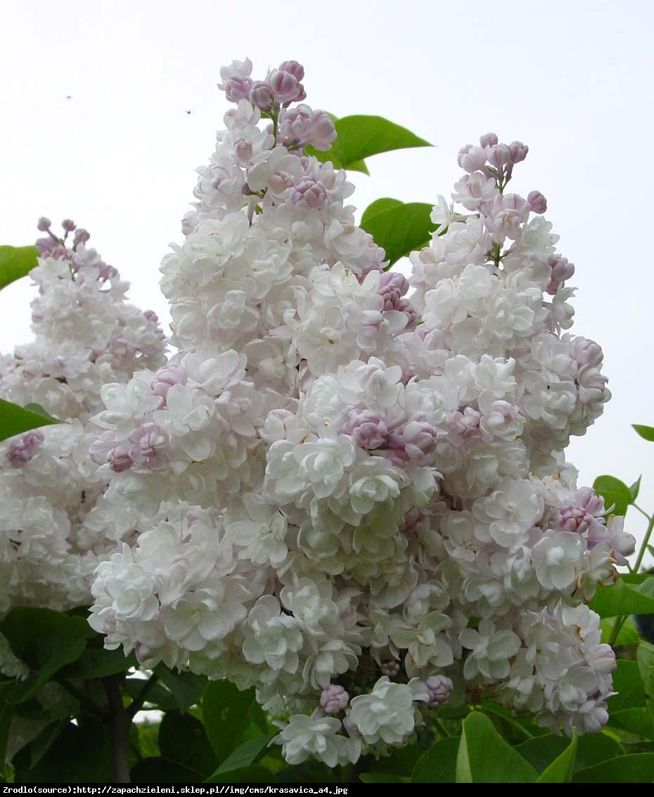 Syringa Vulgaris Krasavitsa Moskvy - View 5 from www redcrocus com