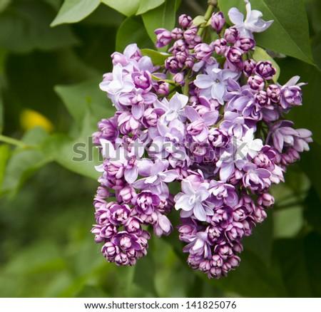 Syringa Vulgaris Krasavitsa Moskvy - View 6 from www redcrocus com