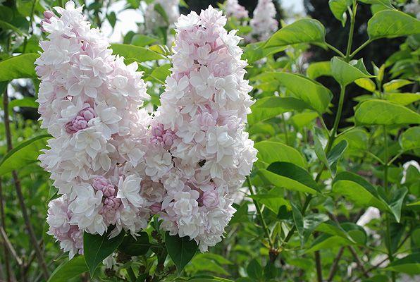 Syringa Vulgaris Krasavitsa Moskvy - View 7 from www redcrocus com