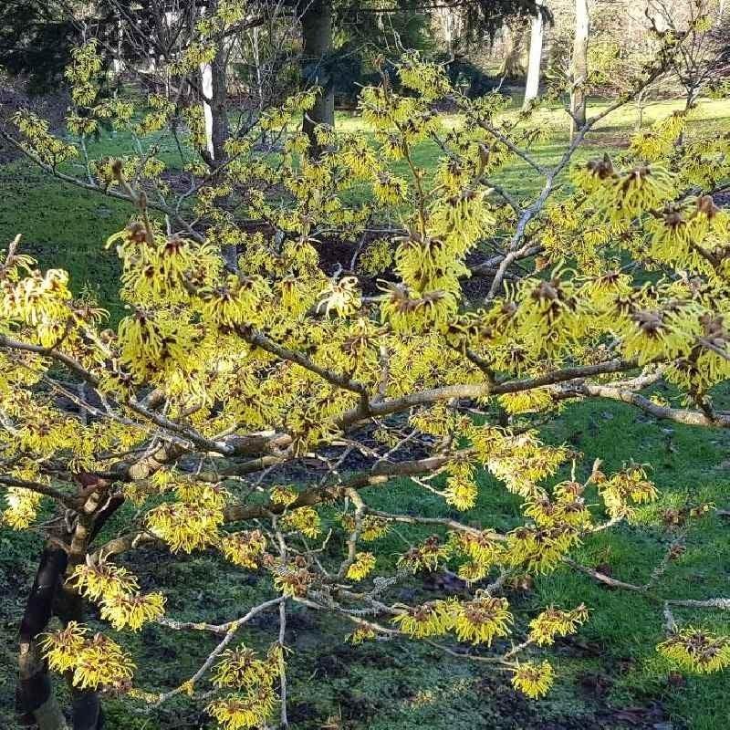 Hamamelis Mollis 'pallida' - View 10 from www redcrocus com