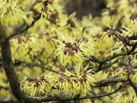 Hamamelis Mollis 'pallida' - View 13 from www redcrocus com