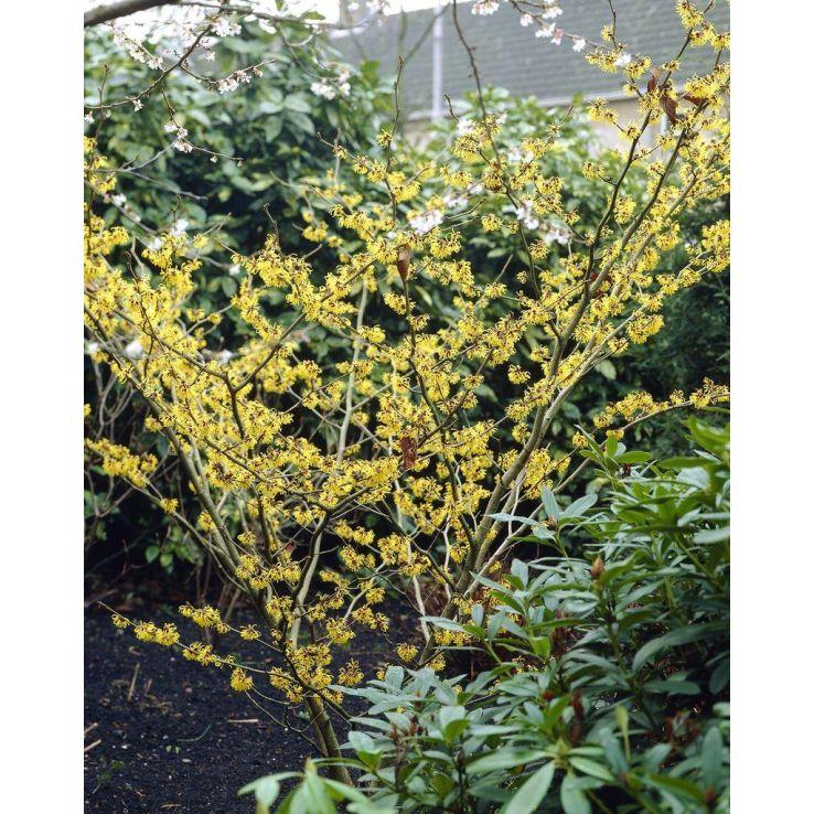 Hamamelis Mollis 'pallida' - View 15 from www redcrocus com