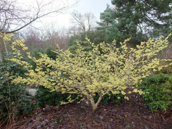 Hamamelis Mollis 'pallida' - View 1 from www redcrocus com