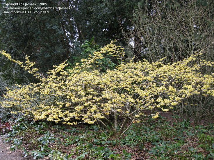 Hamamelis Mollis 'pallida' - View 21 from www redcrocus com
