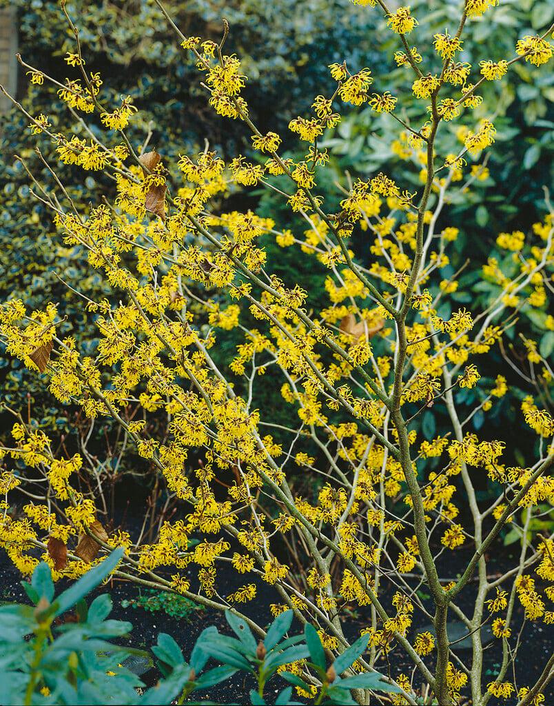 Hamamelis Mollis 'pallida' - View 23 from www redcrocus com