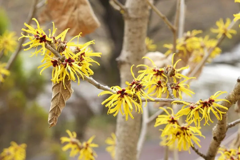 Hamamelis Mollis 'pallida' - View 2 from www redcrocus com