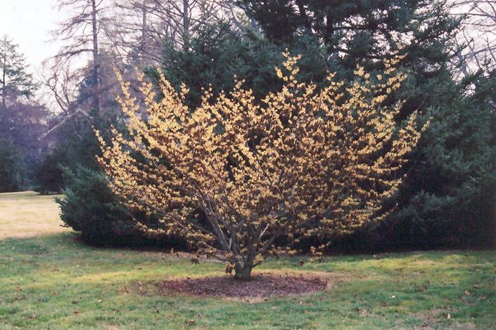 Hamamelis Mollis 'pallida' - View 4 from www redcrocus com