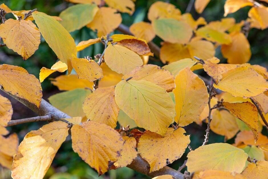 Hamamelis Mollis 'pallida' - View 5 from www redcrocus com