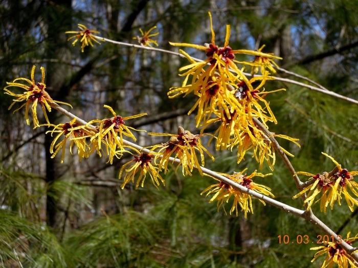 Hamamelis Mollis 'pallida' - View 6 from www redcrocus com