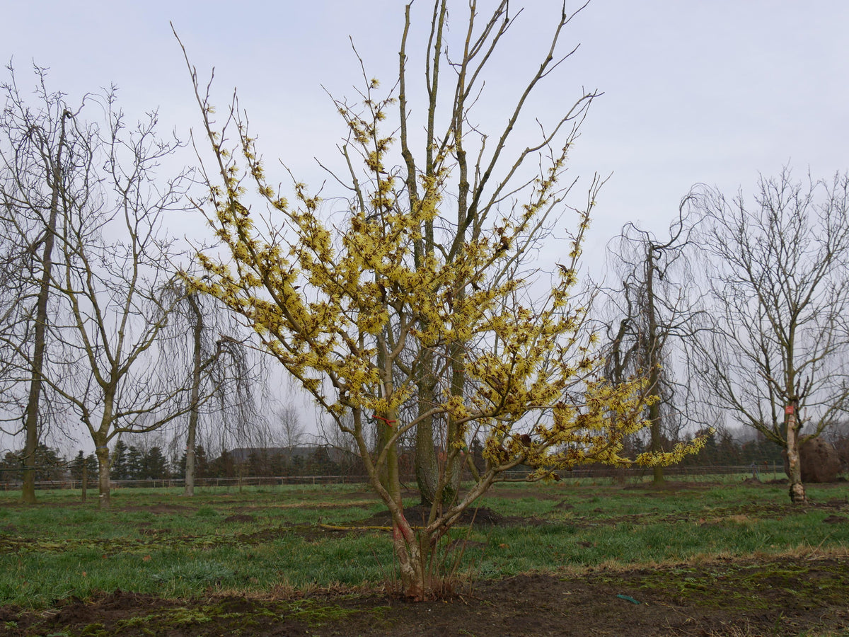 Hamamelis Mollis 'pallida' - View 7 from www redcrocus com