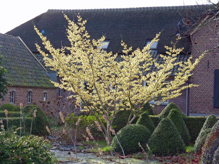 Hamamelis Mollis 'pallida' - View 8 from www redcrocus com