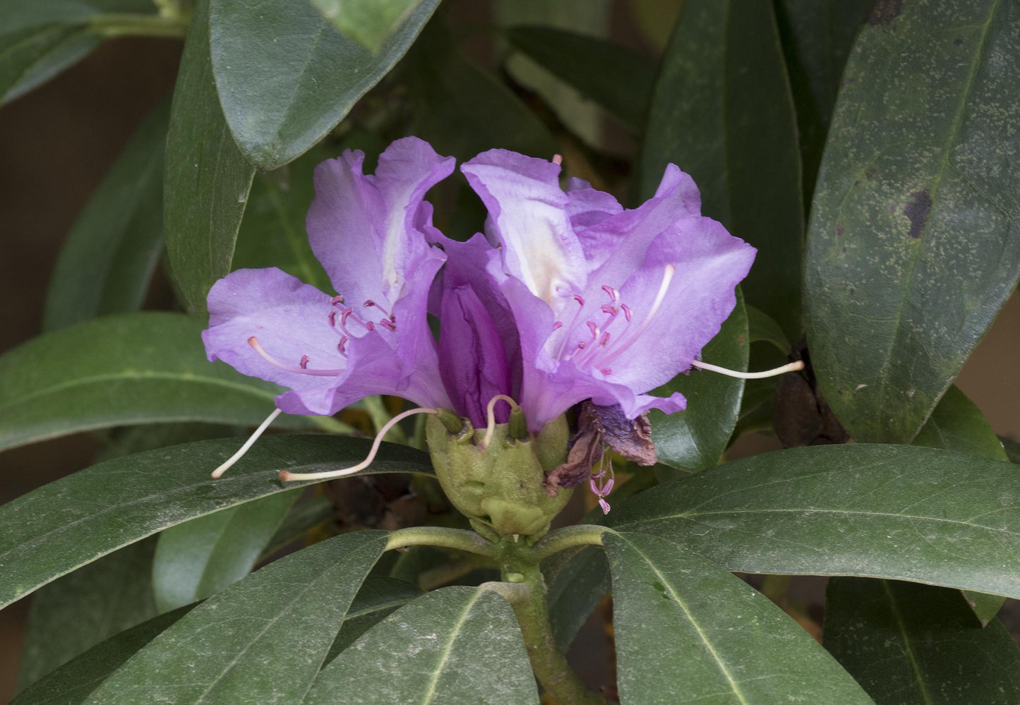 Rhododendron Multimaculatum - View 12 from www redcrocus com