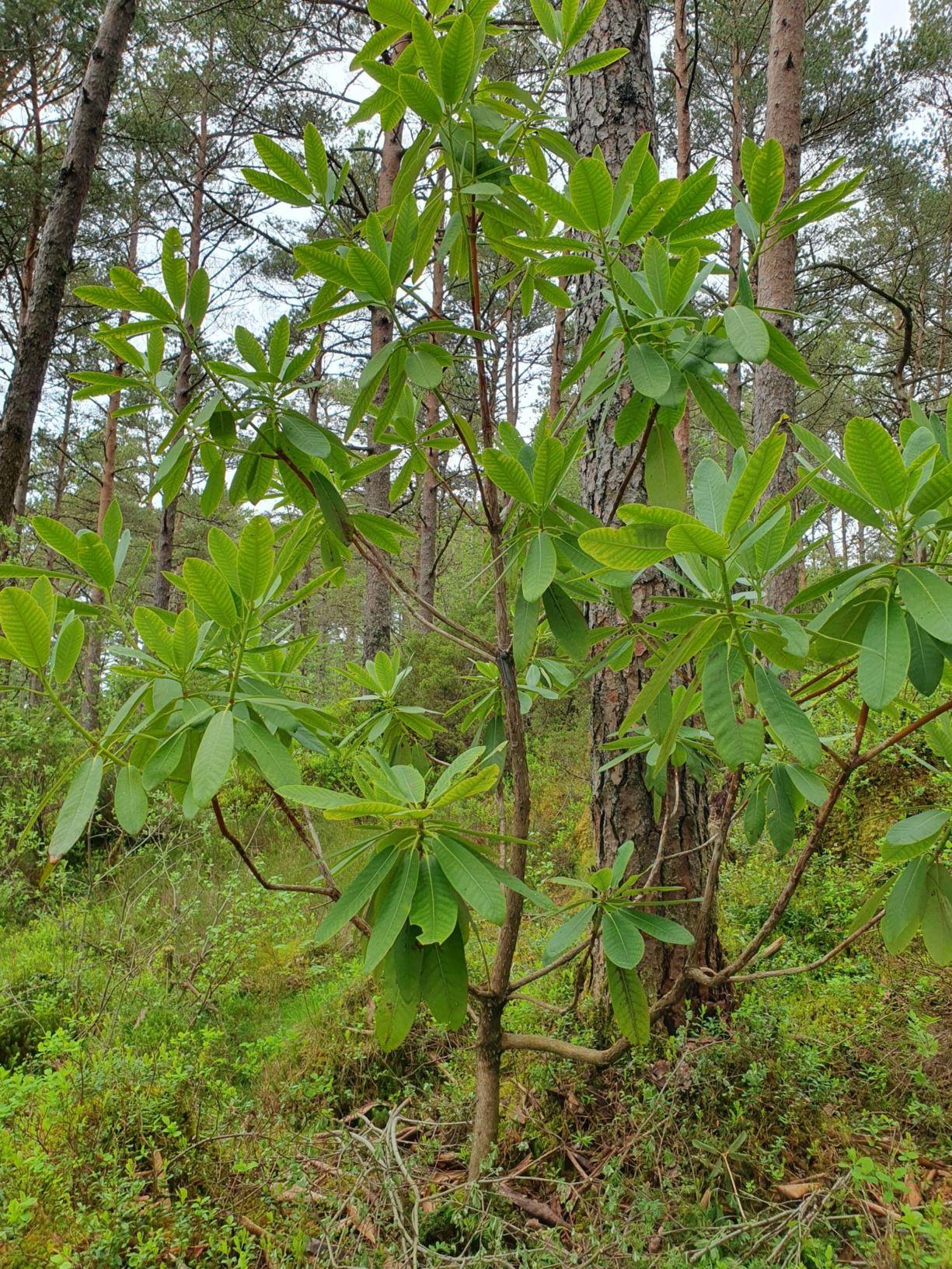Rhododendron Multimaculatum - View 13 from www redcrocus com