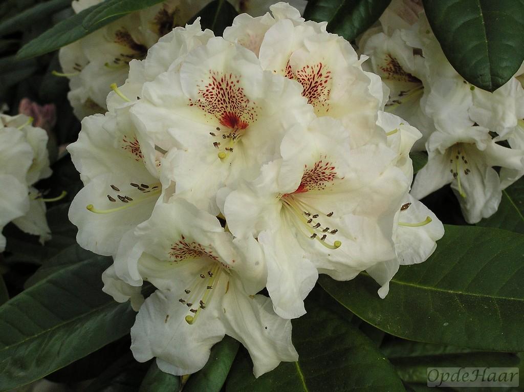 Rhododendron Multimaculatum - View 22 from www redcrocus com