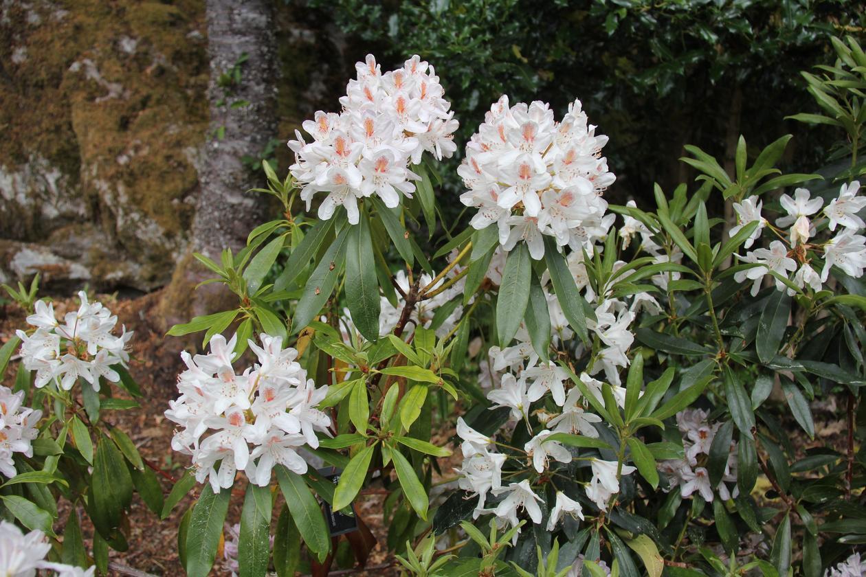 Rhododendron Multimaculatum - View 3 from www redcrocus com