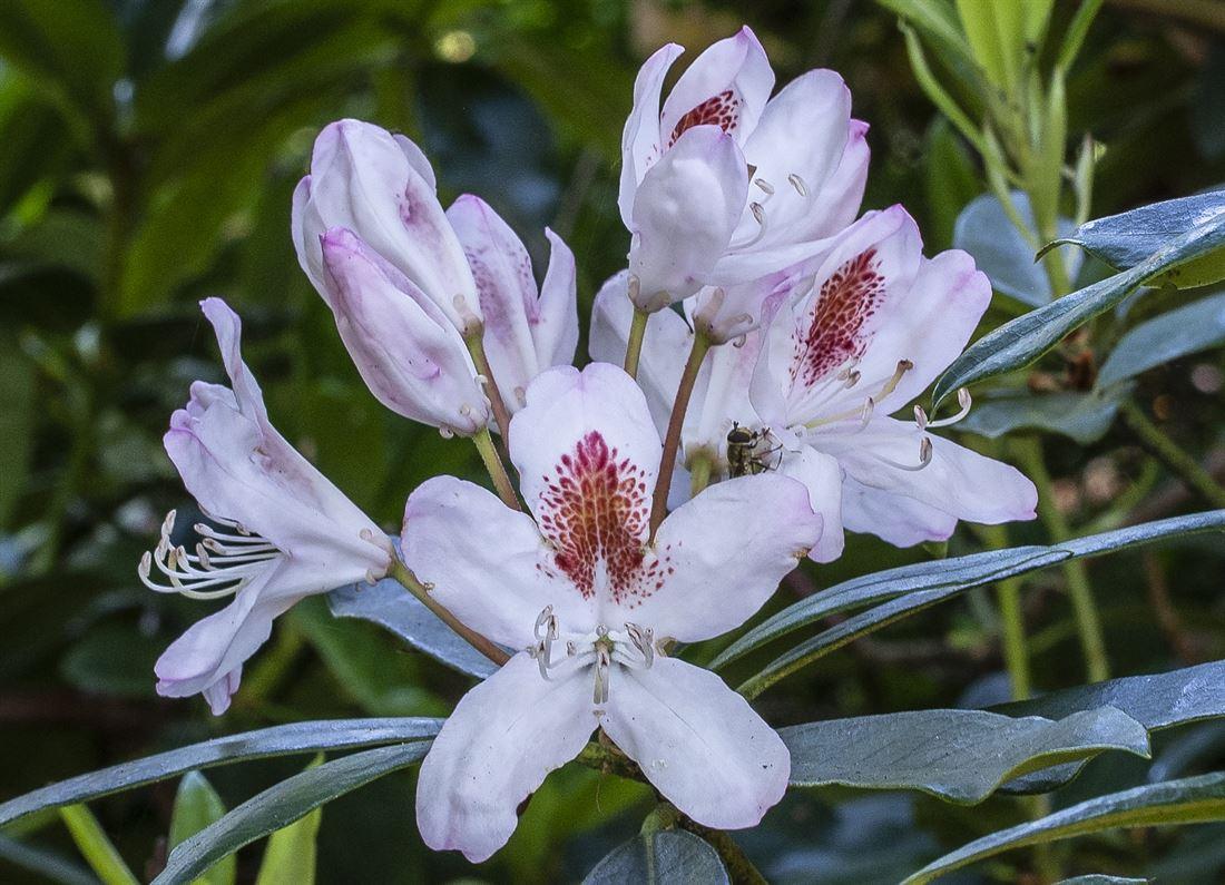Rhododendron Multimaculatum - View 5 from www redcrocus com