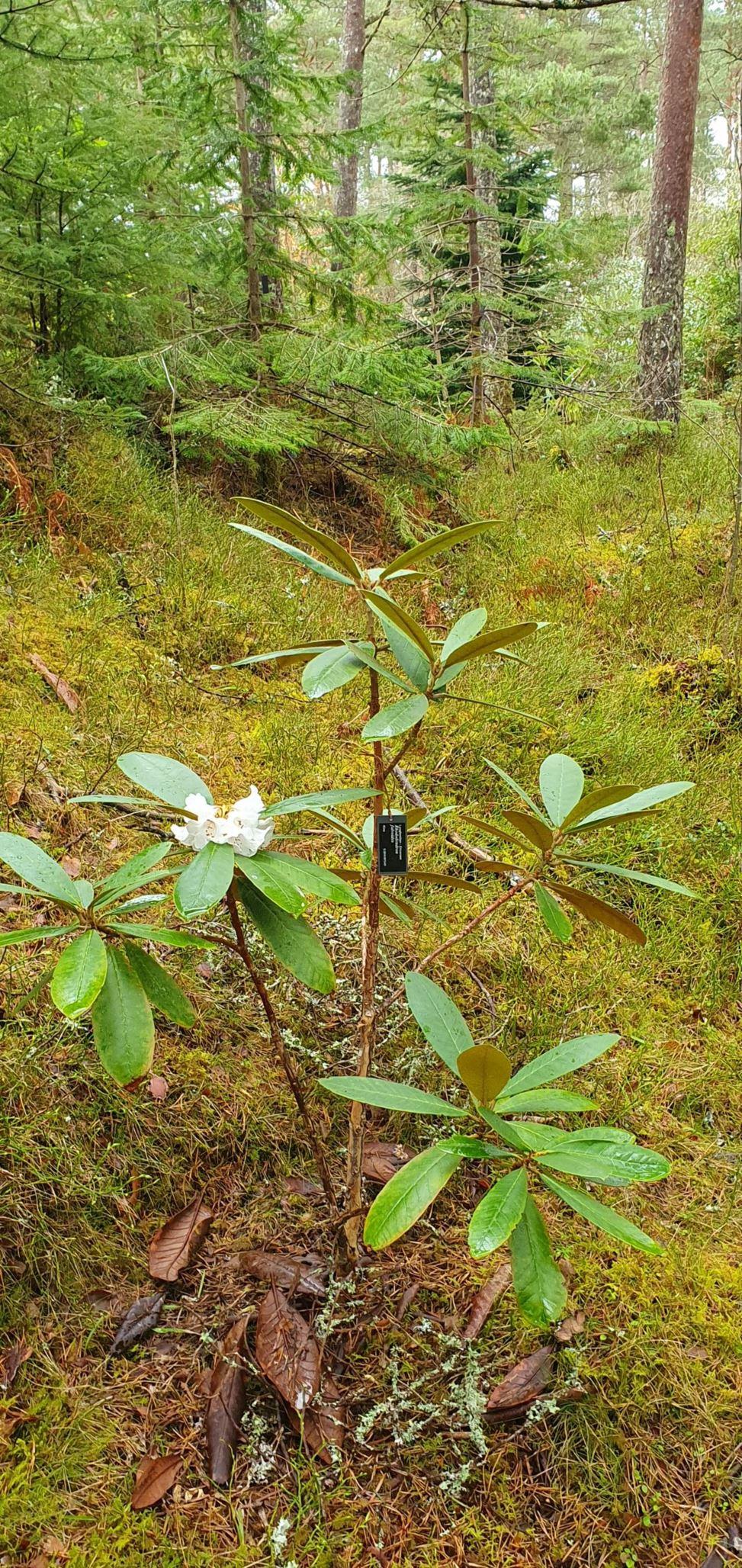 Rhododendron Multimaculatum - View 7 from www redcrocus com