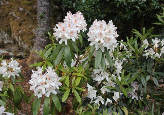 Rhododendron Multimaculatum - View 8 from www redcrocus com
