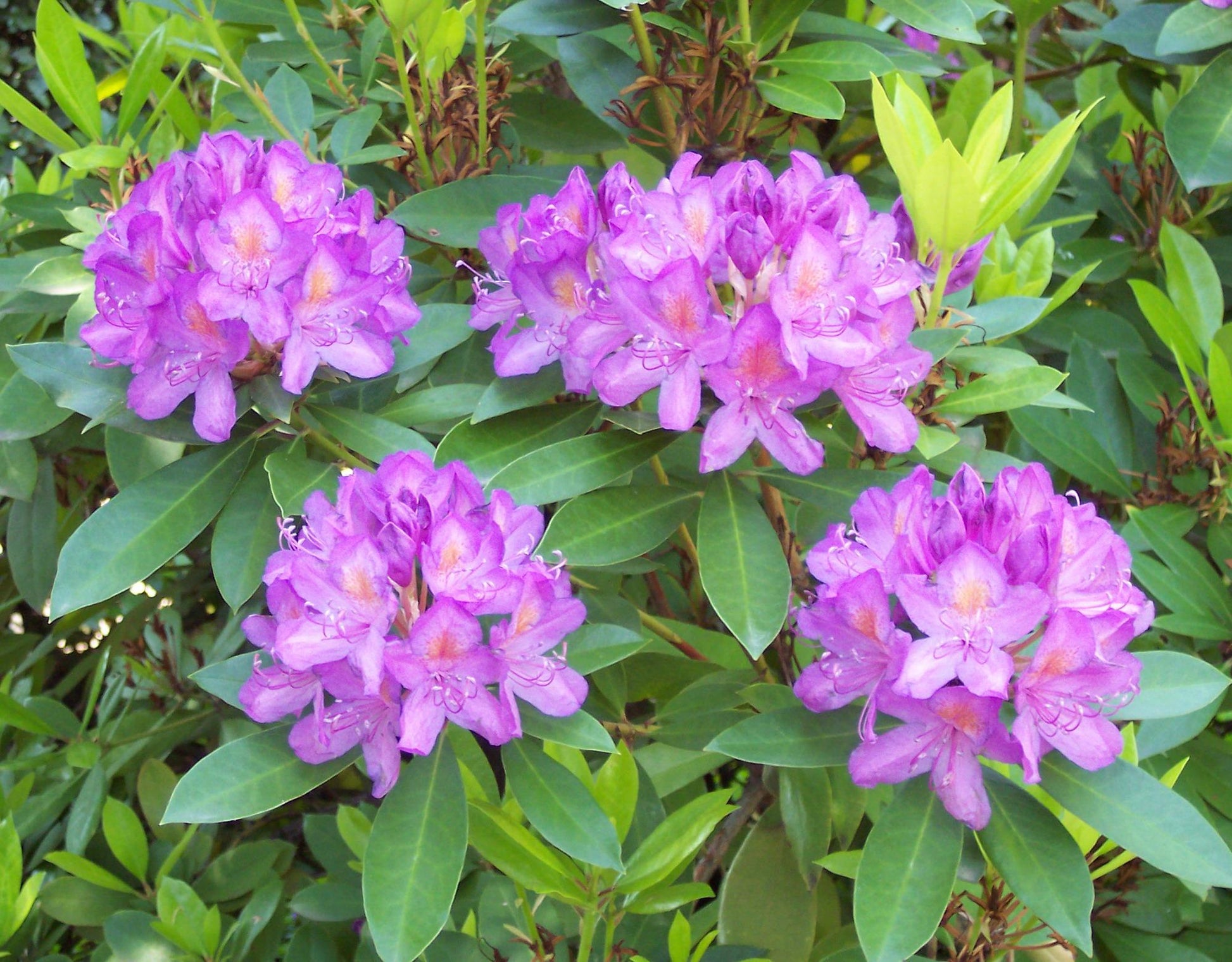 Rhododendron Multimaculatum - View 9 from www redcrocus com