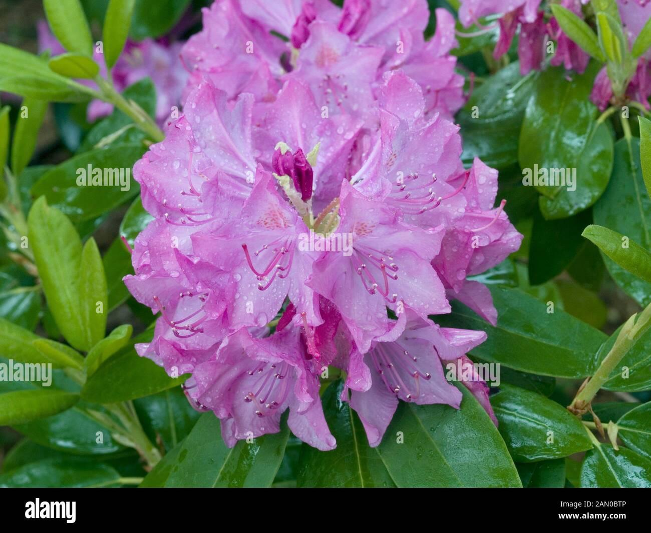 Rhododendron English Roseum - View 10 from www redcrocus com
