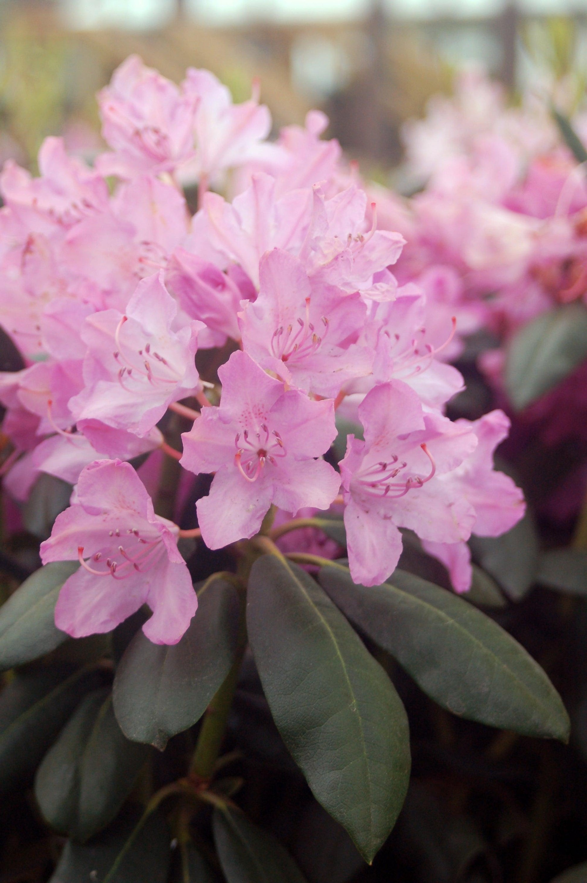 Rhododendron English Roseum - View 15 from www redcrocus com