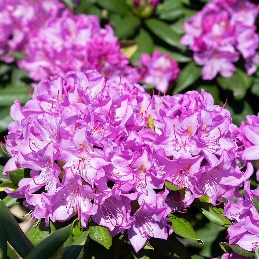 Rhododendron English Roseum - View 16 from www redcrocus com