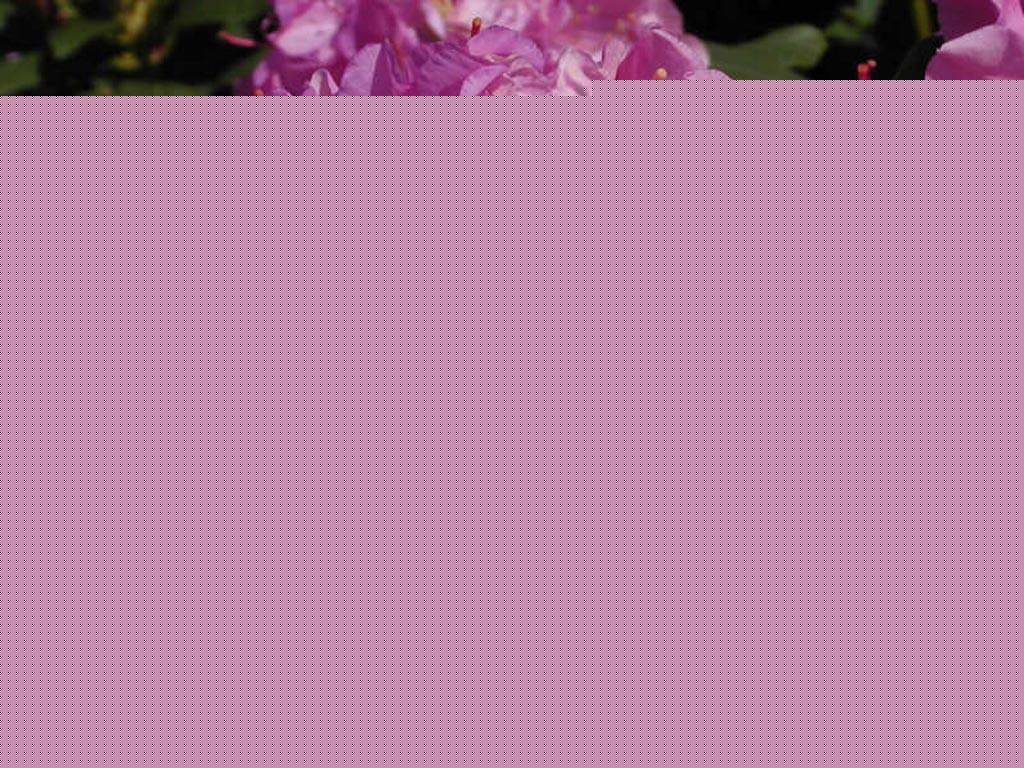 Rhododendron English Roseum - View 18 from www redcrocus com