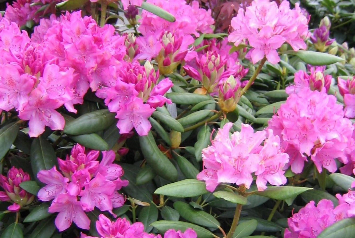 Rhododendron English Roseum - View 1 from www redcrocus com