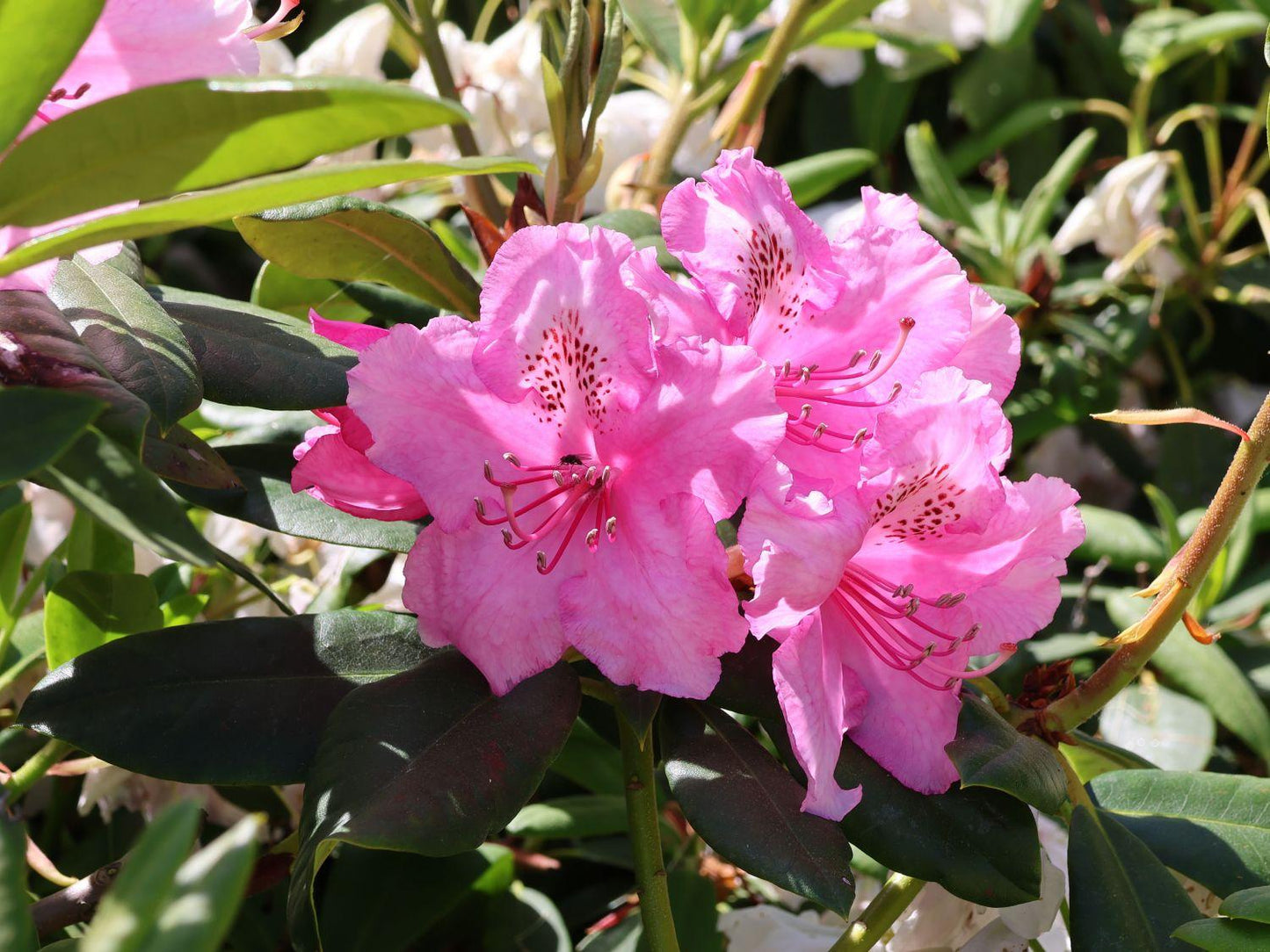 Rhododendron English Roseum - View 20 from www redcrocus com
