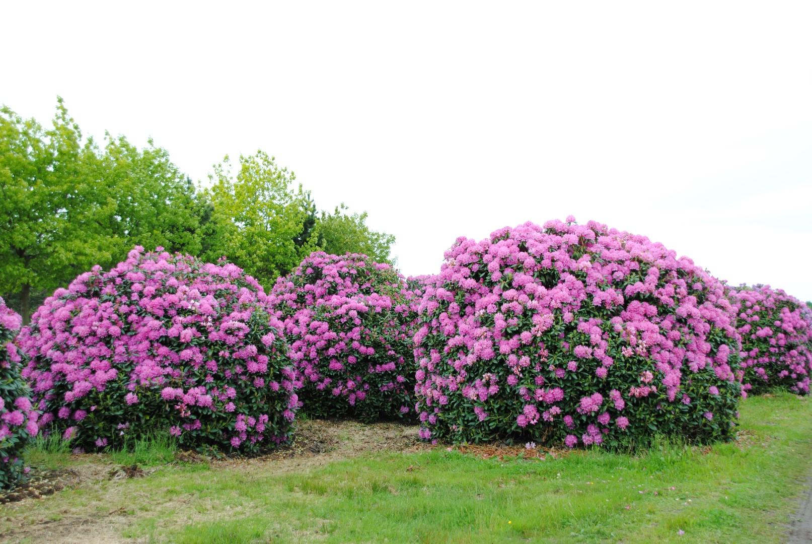 Rhododendron English Roseum - View 4 from www redcrocus com