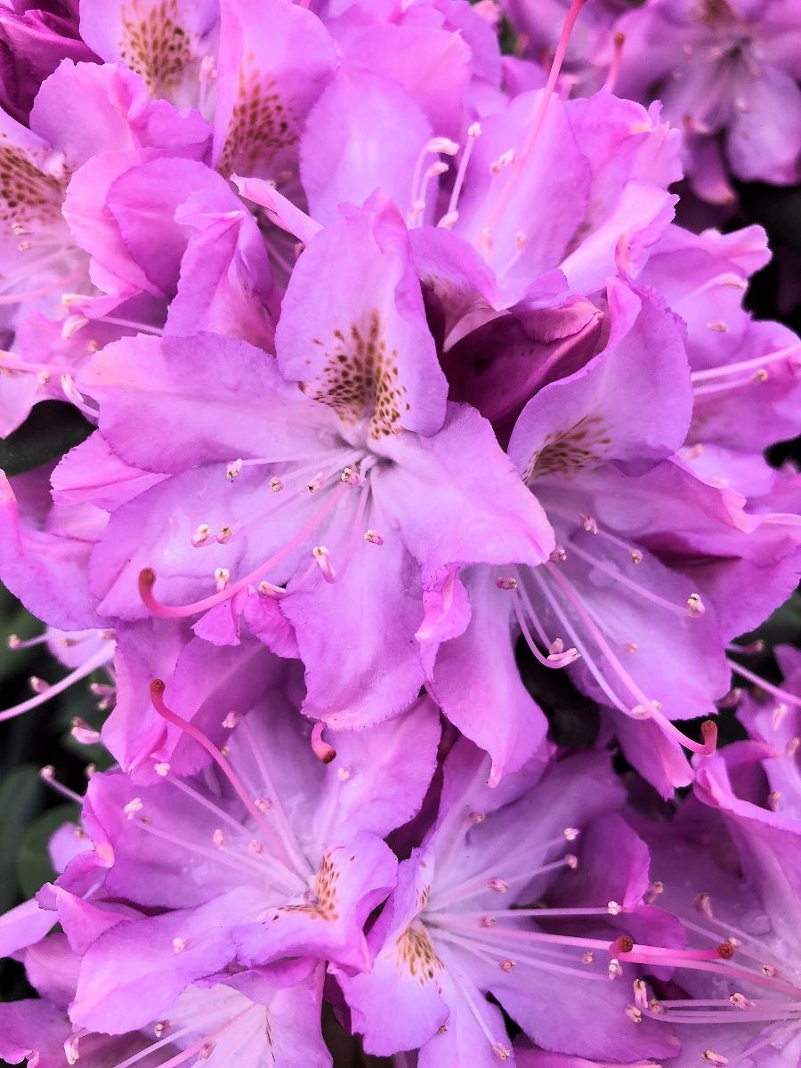 Rhododendron English Roseum - View 7 from www redcrocus com