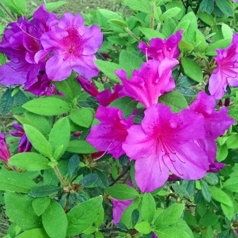 Azalea Autumn Royalty Encore - View 12 from www redcrocus com