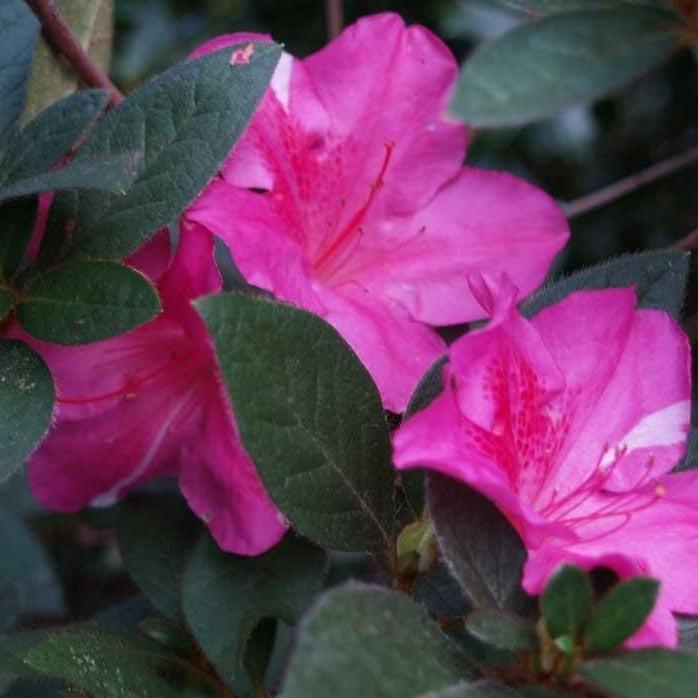 Azalea Autumn Royalty Encore - View 14 from www redcrocus com