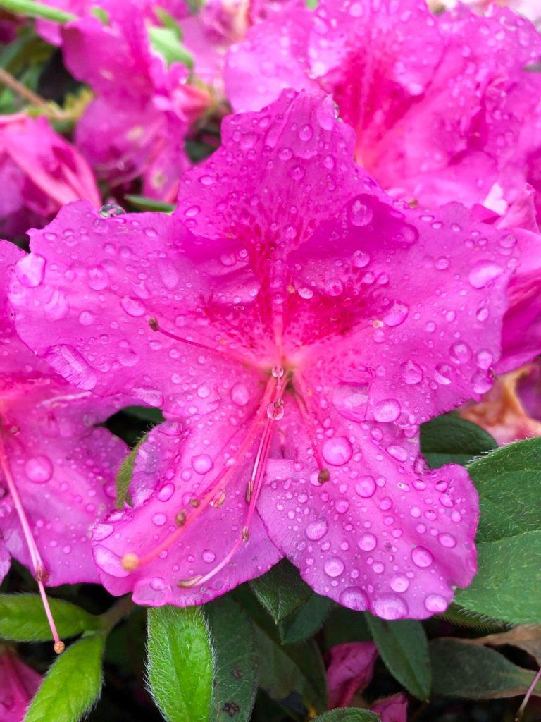 Azalea Autumn Royalty Encore - View 15 from www redcrocus com