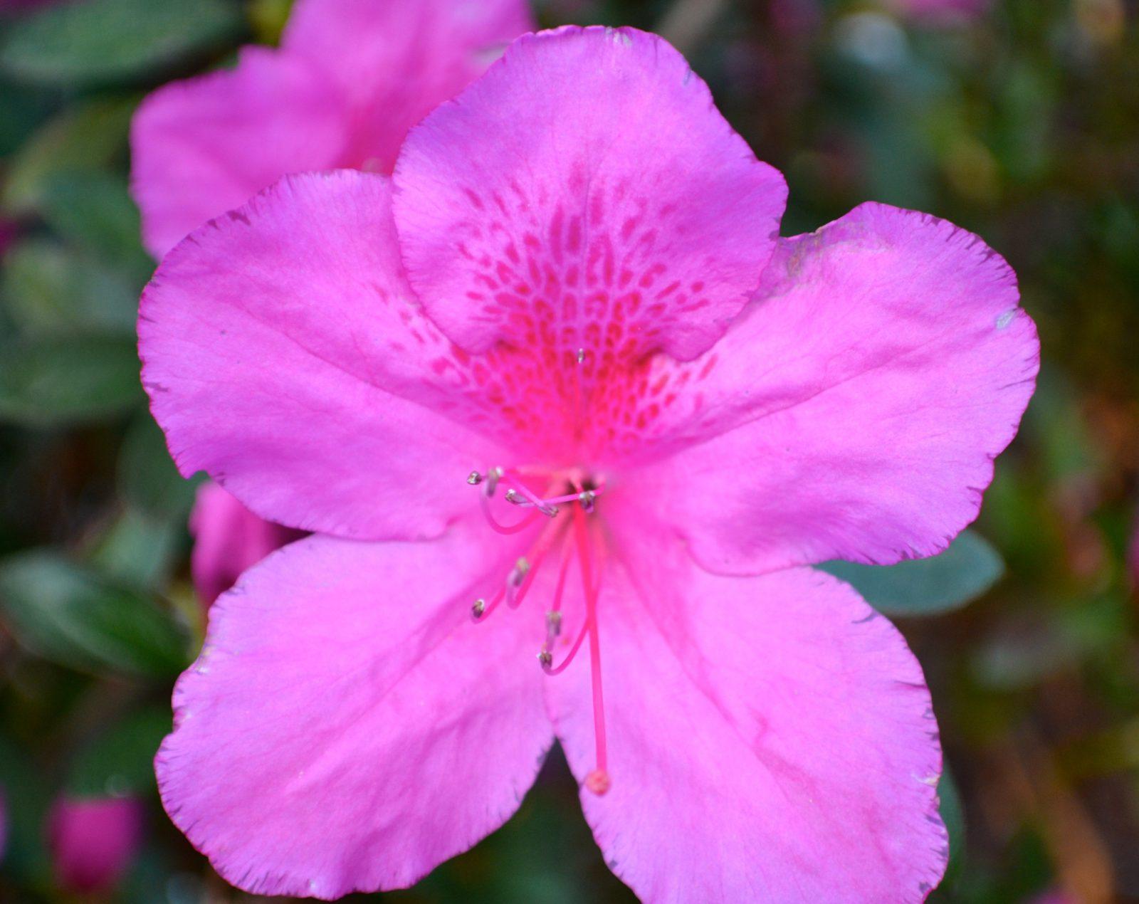 Azalea Autumn Royalty Encore - View 16 from www redcrocus com