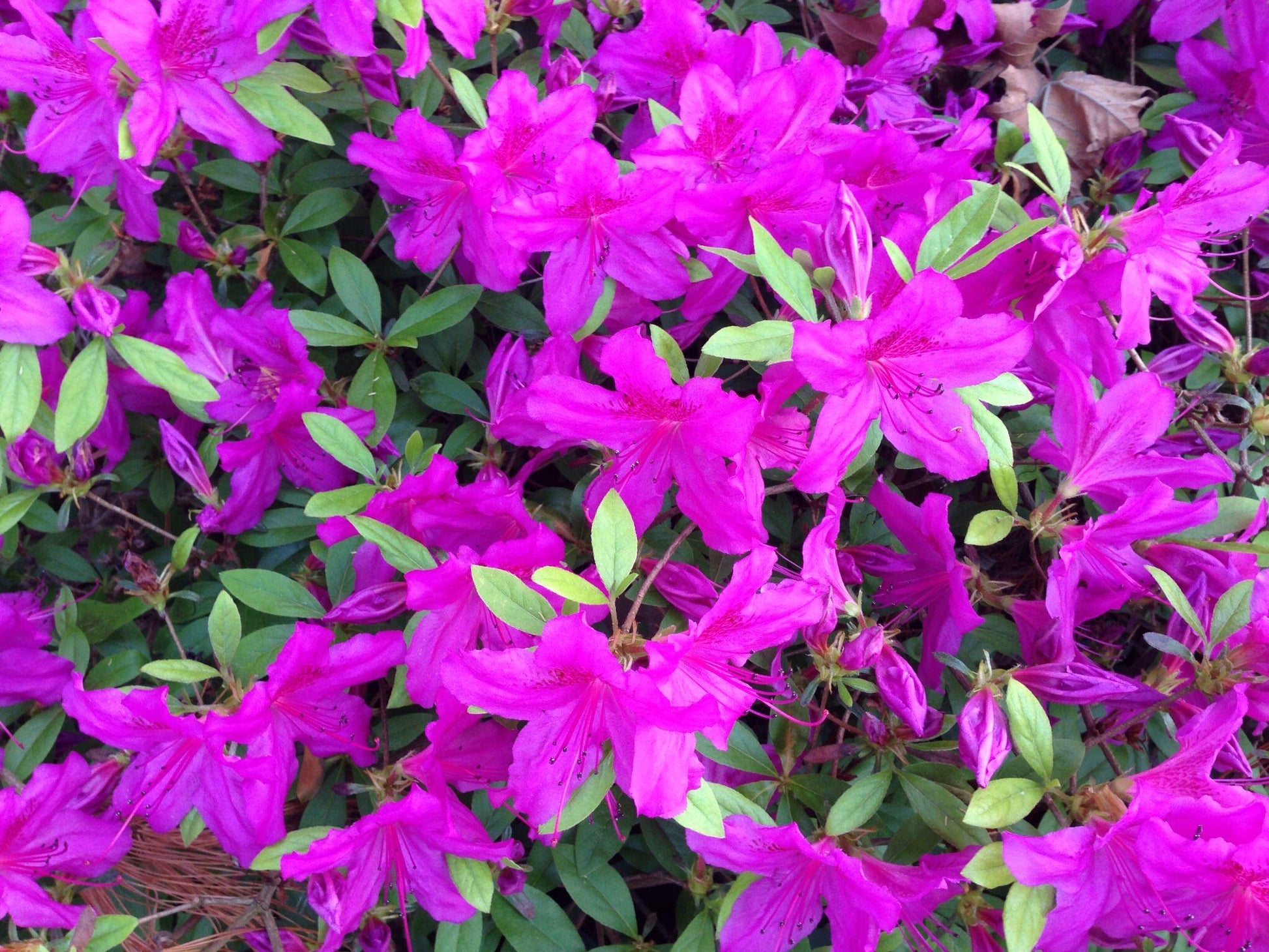 Azalea Autumn Royalty Encore - View 17 from www redcrocus com