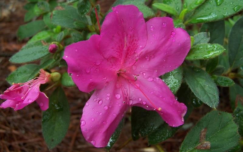 Azalea Autumn Royalty Encore - View 19 from www redcrocus com