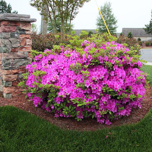 Azalea Autumn Royalty Encore - View 1 from www redcrocus com