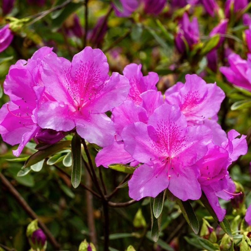 Azalea Autumn Royalty Encore - View 20 from www redcrocus com