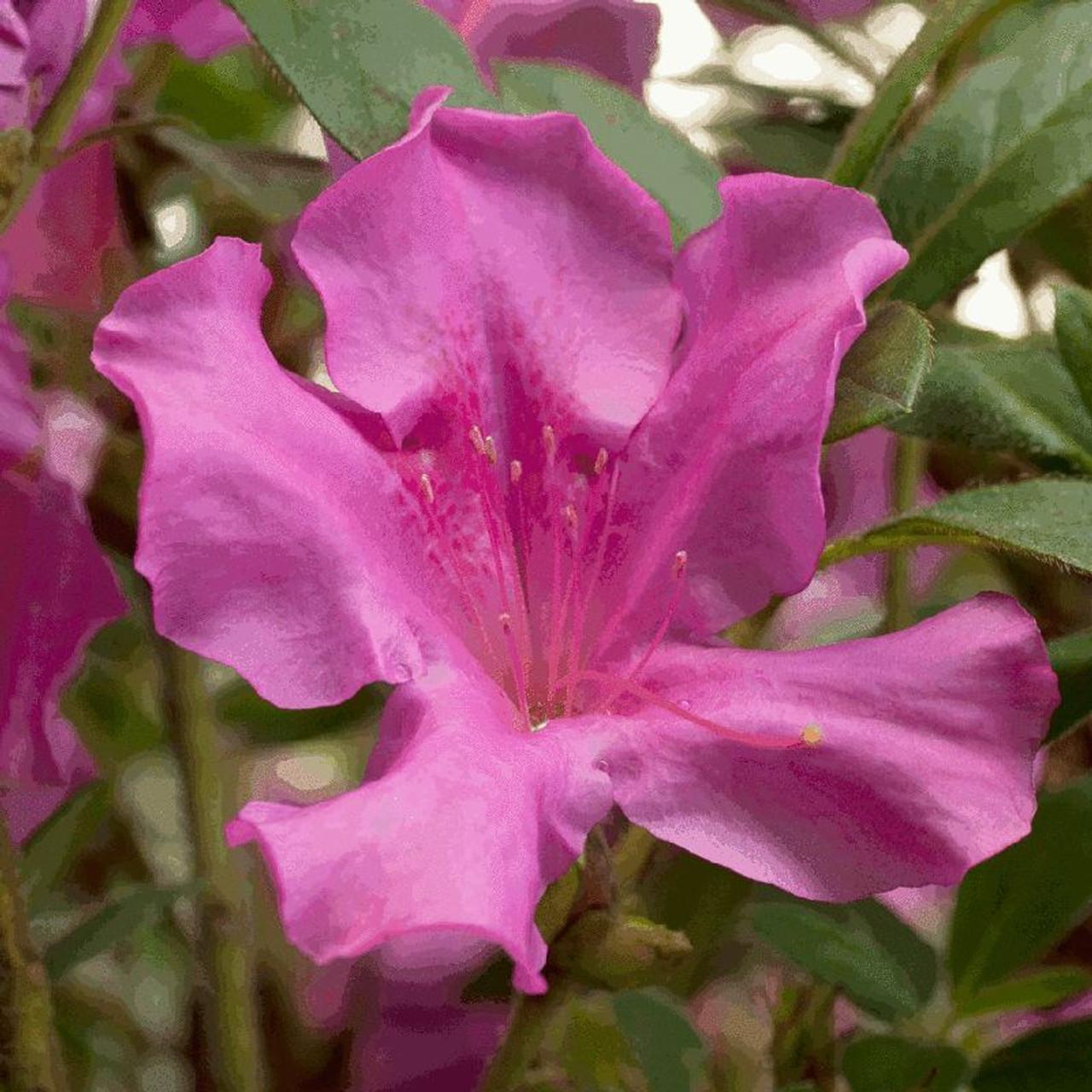 Azalea Autumn Royalty Encore - View 2 from www redcrocus com