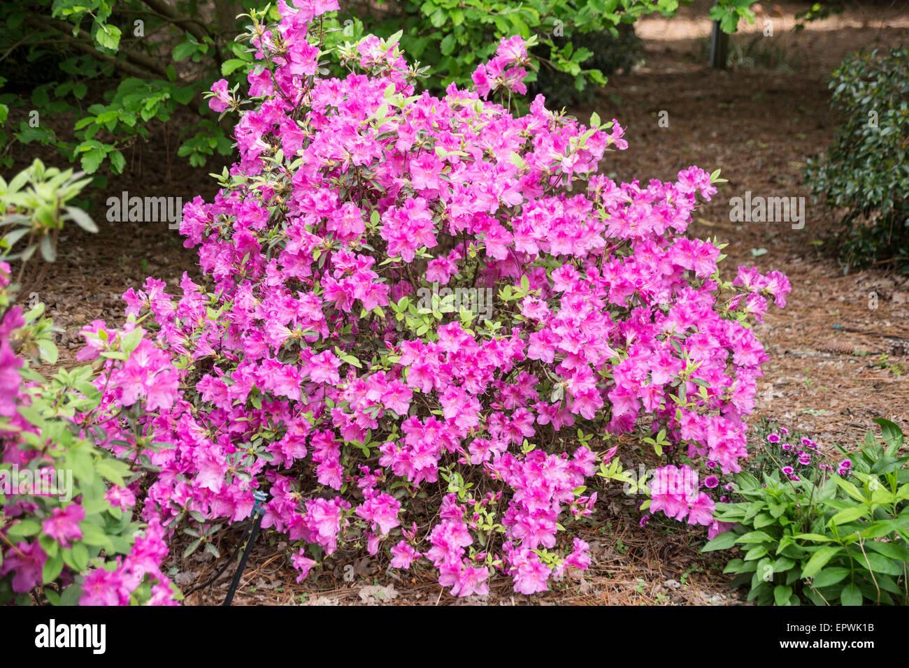 Azalea Autumn Royalty Encore - View 3 from www redcrocus com