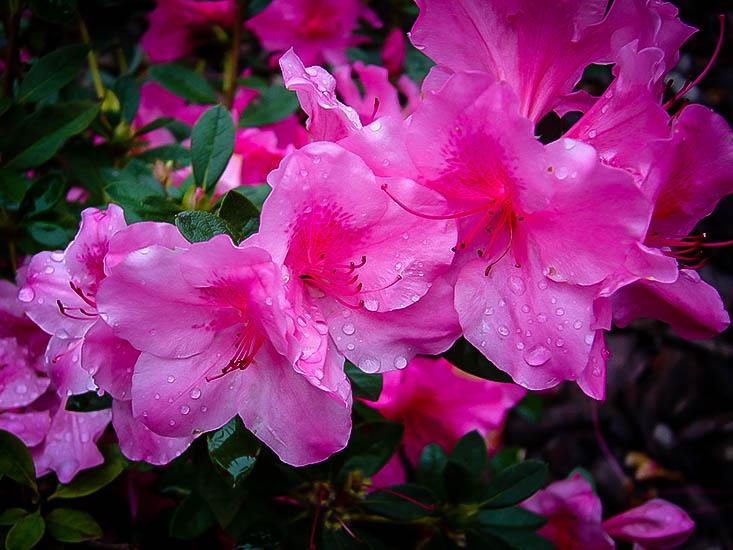 Azalea Autumn Royalty Encore - View 4 from www redcrocus com